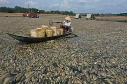 Suhu Panas Ekstrem Panggang Negara ASEAN, Ratusan Ribu Ikan di Vietnam Mati