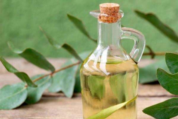 Tak Hanya Kesehatan, Ini 4 Manfaat Minyak Kayu Putih untuk Bersihkan Kotoran Tak Hanya Kesehatan, Ini 4 Manfaat Minyak Kayu Putih untuk Bersihkan Kotoran