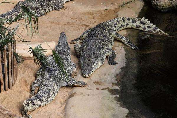 Tentara Israel Membantai 262 Buaya di Palestina, untuk Apa? Tentara Israel Membantai 262 Buaya di Palestina, untuk Apa?