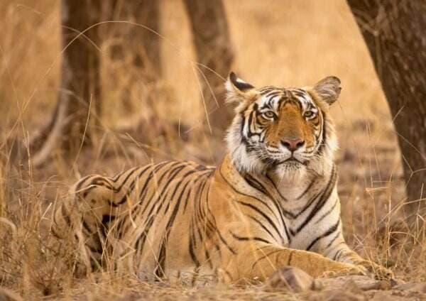 Terlalu Buas, Harimau Bengal Menerkam Buaya dan Memangsanya