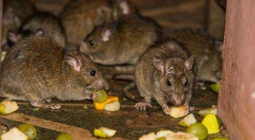 Ternyata Ini Perbedaan Tikus Got dan Tikus Rumah Ternyata Ini Perbedaan Tikus Got dan Tikus Rumah