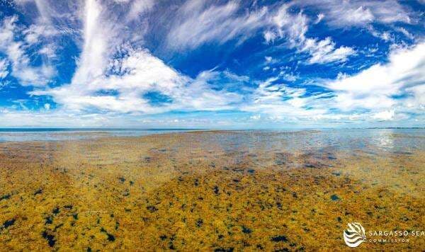Ternyata Ini Satu-satunya Laut di Dunia yang Tidak Menyentuh Daratan Ternyata Ini Satu-satunya Laut di Dunia yang Tidak Menyentuh Daratan