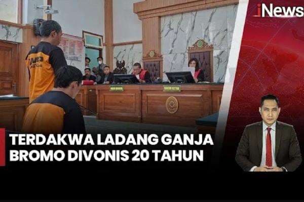Tok, 3 Terdakwa Kasus Ladang Ganja di Bromo Divonis 20 Tahun Penjara Tok, 3 Terdakwa Kasus Ladang Ganja di Bromo Divonis 20 Tahun Penjara