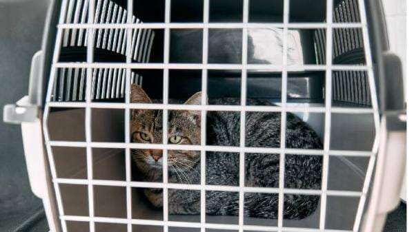 Pemprov DKI Buka Suara Wacana Polemik BPJS Hewan: Bukan Iuran, tapi Subsidi Pemprov DKI Buka Suara Wacana Polemik BPJS Hewan: Bukan Iuran, tapi Subsidi