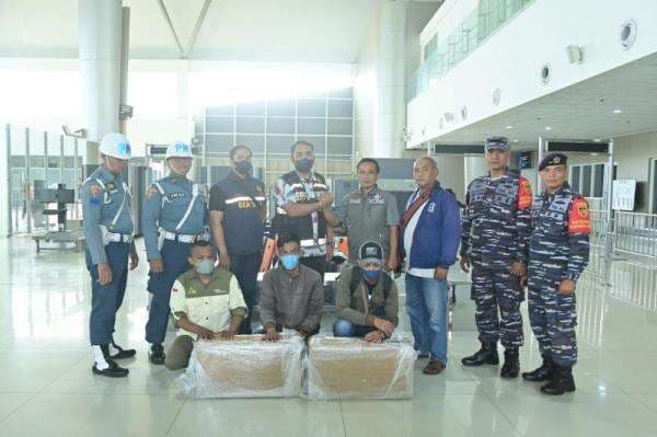 TNI AL Gagalkan Penyelundupan Ribuan Benih Lobster Senilai Rp9 Miliar ke Singapura TNI AL Gagalkan Penyelundupan Ribuan Benih Lobster Senilai Rp9 Miliar ke Singapura