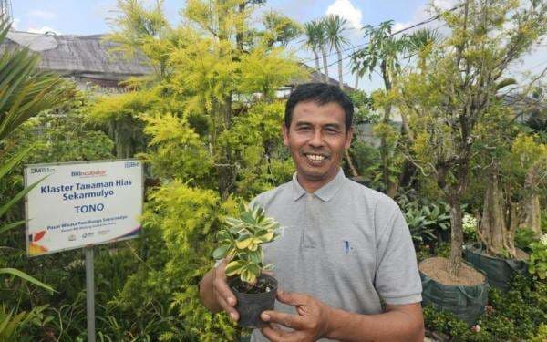 Kisah Klaster Usaha Tanaman Hias Binaan BRI, Kini Sukses Jadi Mata Pencaharian Warga Sekitar Kisah Klaster Usaha Tanaman Hias Binaan BRI, Kini Sukses Jadi Mata Pencaharian Warga Sekitar