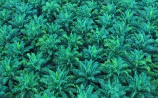 Saham TAPG Melesat 29 Persen, Lonjakan Harga CPO dan IEU-CEPA Jadi Pendorong Saham TAPG Melesat 29 Persen, Lonjakan Harga CPO dan IEU-CEPA Jadi Pendorong