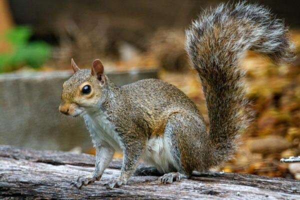 Tupai dan Bajing Serupa Tapi Tak Sama? Begini Cara Membedakannya Tupai dan Bajing Serupa Tapi Tak Sama? Begini Cara Membedakannya