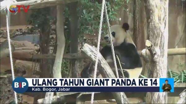 Ulang Tahun Giant Panda ke-14 Diwarnai Atraksi Sirkus dan Pawai Panda Ulang Tahun Giant Panda ke-14 Diwarnai Atraksi Sirkus dan Pawai Panda