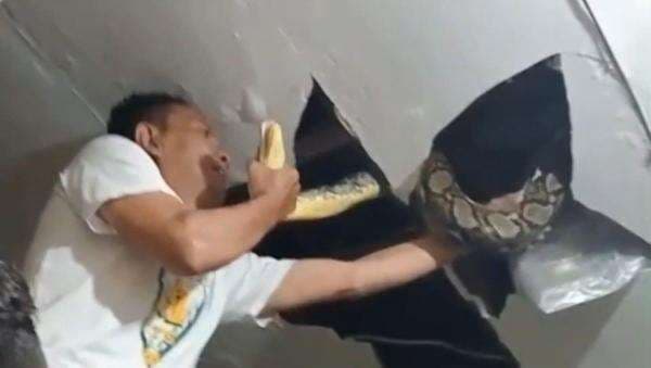 Ular Piton 5 Meter Jebol Plafon Polsek Tanjung Bumi, Giliran Polisi Minta Tolong Warga Ular Piton 5 Meter Jebol Plafon Polsek Tanjung Bumi, Giliran Polisi Minta Tolong Warga