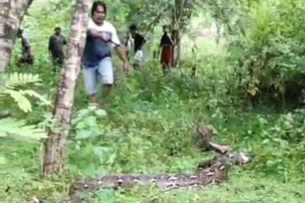 Ngeri! Nenek di Buton Tewas Dililit Ular Piton 7 Meter hingga Nyaris Ditelan Ngeri! Nenek di Buton Tewas Dililit Ular Piton 7 Meter hingga Nyaris Ditelan