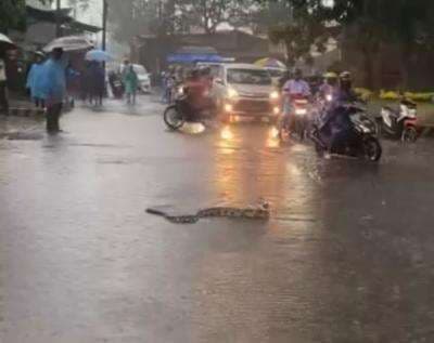 Ngeri! Ular Sanca 3 Meter Muncul saat Banjir di Jalanan Malang Ngeri! Ular Sanca 3 Meter Muncul saat Banjir di Jalanan Malang