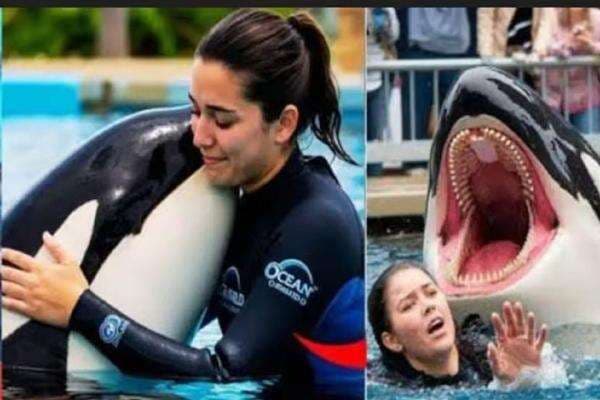 Video Jessica Radcliffe Tewas Dimangsa Paus Viral di Mana-mana, Ini Faktanya Video Jessica Radcliffe Tewas Dimangsa Paus Viral di Mana-mana, Ini Faktanya