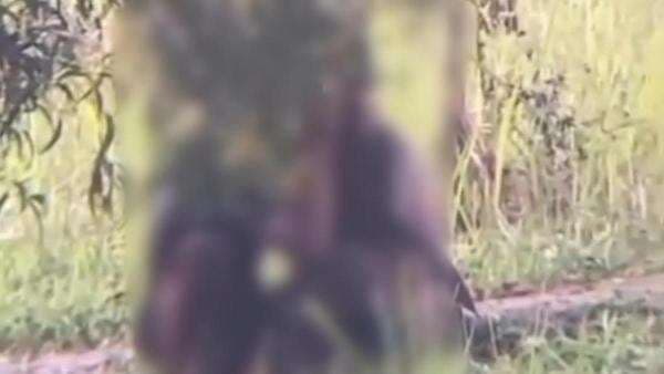 Sepasang Pelajar Asyik Berbuat Mesum di Taman Sutet Bogor, Videonya Viral di Medsos Sepasang Pelajar Asyik Berbuat Mesum di Taman Sutet Bogor, Videonya Viral di Medsos