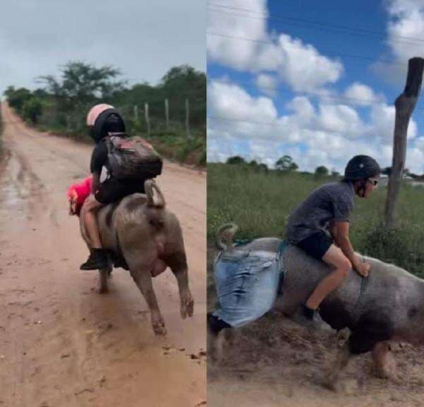 Viral! Bocah 9 Tahun Naik Babi ke Sekolah, Tak Lupa Pakai Helm Viral! Bocah 9 Tahun Naik Babi ke Sekolah, Tak Lupa Pakai Helm