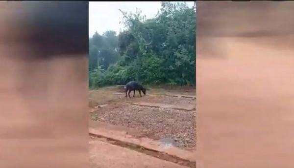 Viral, Hewan Langka Anoa Muncul di Kawasan Tambang Kabupaten Konawe Viral, Hewan Langka Anoa Muncul di Kawasan Tambang Kabupaten Konawe