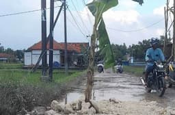 Viral Jalan Rusak di Sampang Tak Kunjung Diperbaiki Ditanami Pohon Pisang
