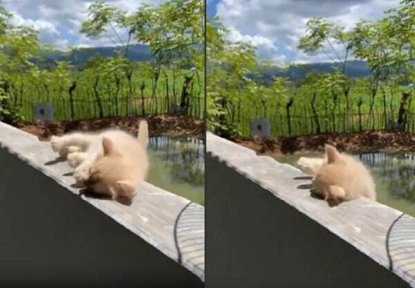 Viral Kelakuan unik Kucing Putih, Lagi Jalan Santai Tiba-Tiba Nyungsep ke Kolam