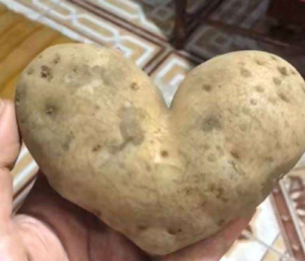 Viral Kentang Bentuk Love, Netizen: Tanam Lagi Siapa Tahu Tumbuh Jodoh Viral Kentang Bentuk Love, Netizen: Tanam Lagi Siapa Tahu Tumbuh Jodoh
