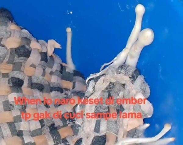 Viral Netizen Lupa Merendam Keset Kotor, Auto Tumbuh Jamur Payung! Viral Netizen Lupa Merendam Keset Kotor, Auto Tumbuh Jamur Payung!