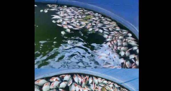 Viral! Ribuan Ikan Bawal Mati Akibat Pemadaman Listrik di Banda Aceh Viral! Ribuan Ikan Bawal Mati Akibat Pemadaman Listrik di Banda Aceh