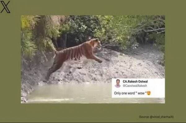Viral Video Harimau Melompati Sungai, Bikin Netizen Terpukau