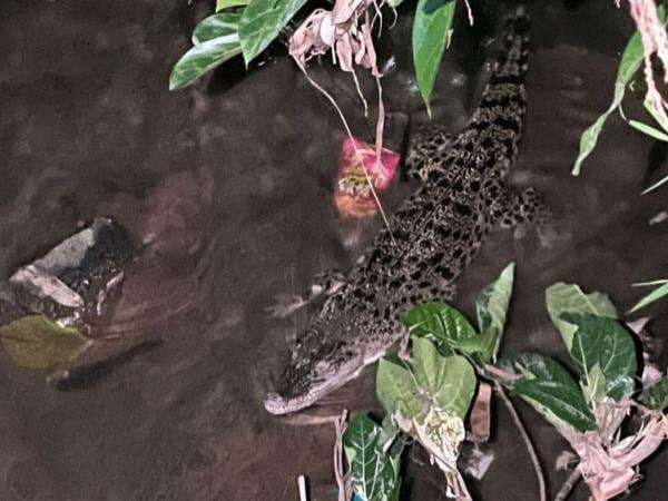 Viral! Buaya 1,5 Meter Muncul di Saluran Irigasi, Ditangkap Warga Cibinong Viral! Buaya 1,5 Meter Muncul di Saluran Irigasi, Ditangkap Warga Cibinong