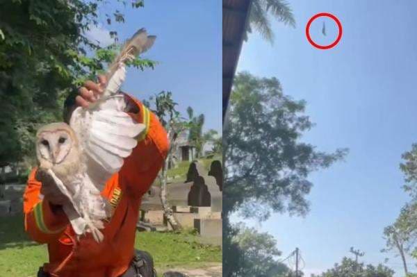 Viral Damkar Kabupaten Cianjur Selamatkan Burung Hantu dengan Bermain Layangan, Netizen Sebut Tak Perlu Anggaran, Akal Sehatpun Cukup Viral Damkar Kabupaten Cianjur Selamatkan Burung Hantu dengan Bermain Layangan, Netizen Sebut Tak Perlu Anggaran, Akal Sehatpun Cukup