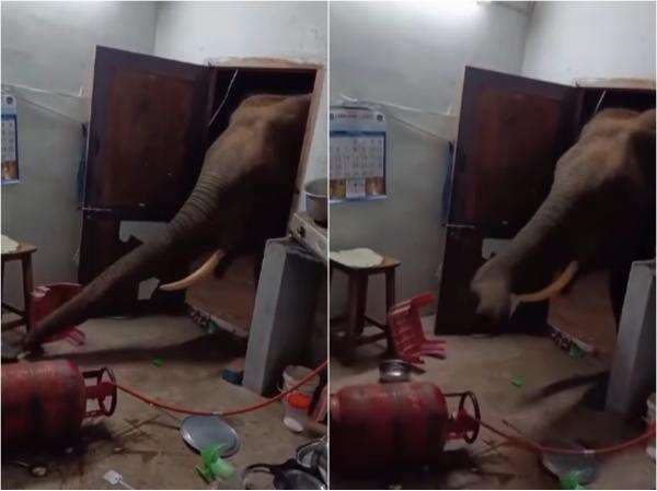 Kejadian Random Warga +62, Gajah Masuk Dapur Rumah Bikin Heboh Kejadian Random Warga +62, Gajah Masuk Dapur Rumah Bikin Heboh
