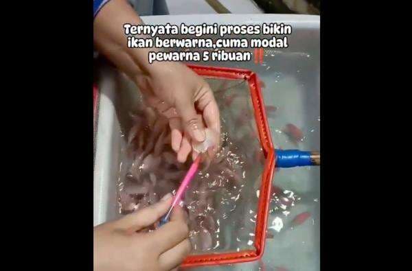 Viral Ikan Hias Warna Warni Ternyata Disuntik Pewarna, Netizen: Kejam! Viral Ikan Hias Warna Warni Ternyata Disuntik Pewarna, Netizen: Kejam!