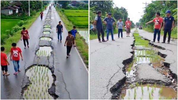 Viral Jalan Berlubang Tak Kunjung Diperbaiki Ditanami Padi, Netizen Curiga Video AI Viral Jalan Berlubang Tak Kunjung Diperbaiki Ditanami Padi, Netizen Curiga Video AI