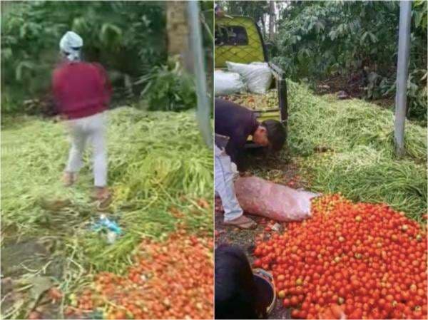 Viral Petani di Bengkulu Buang Sayur ke Jalan Imbas Harga Anjlok, Warganet: Mending Sedekahin Viral Petani di Bengkulu Buang Sayur ke Jalan Imbas Harga Anjlok, Warganet: Mending Sedekahin