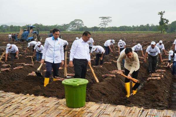 Wapres Gibran Tinjau Panen Raya Tebu dan Program Swasembada Gula di Banyuwangi Wapres Gibran Tinjau Panen Raya Tebu dan Program Swasembada Gula di Banyuwangi