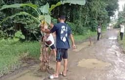 Warga Gelar Aksi Mancing Lele dan Tanam Pohon Pisang di Jalan Rusak Penghubung Tiga Desa