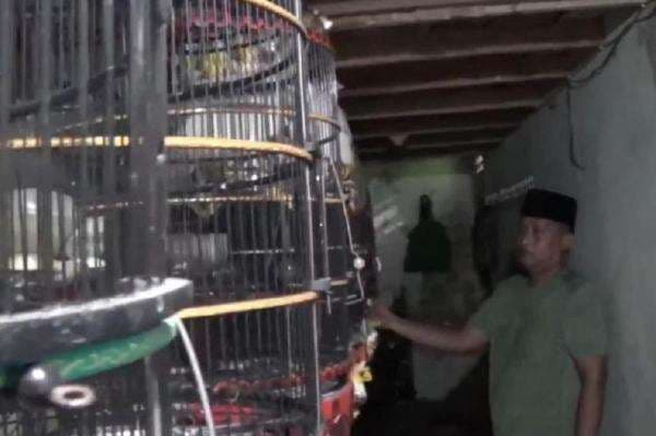 Dari Hobi Jadi Cuan! Peternak Burung Perkutut di Sampang Raup Rp30 Juta per Bulan Dari Hobi Jadi Cuan! Peternak Burung Perkutut di Sampang Raup Rp30 Juta per Bulan