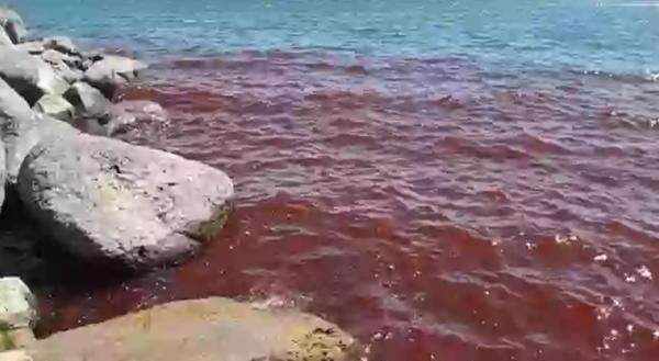 Danau Terbesar Israel Berubah Merah Darah, Warga Sebut Pertanda Kiamat Danau Terbesar Israel Berubah Merah Darah, Warga Sebut Pertanda Kiamat