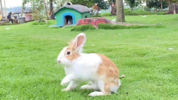 Wisata Pacet untuk Anak, Beragam Fasilitas Bermain dan Jenis Hewan Menggemaskan Wisata Pacet untuk Anak, Beragam Fasilitas Bermain dan Jenis Hewan Menggemaskan